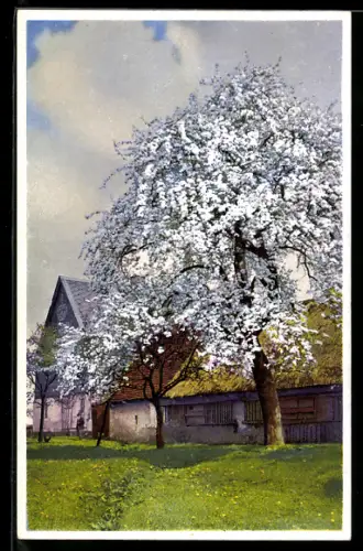 AK Photochromie NR: 5349, Baumblüte im Dorf