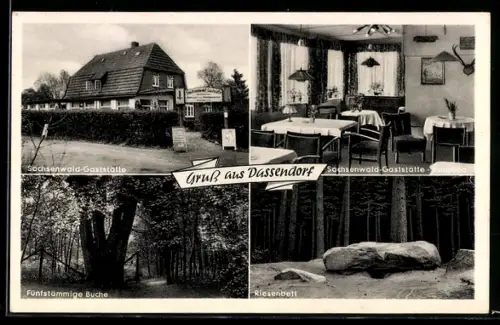 AK Dassendorf, Sachsenwald-Gaststätte, Willi Dunkelmann, Fünfstämmige Buche, Riesenbett