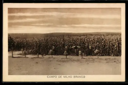 AK Campo de Milho Branco, Panorama