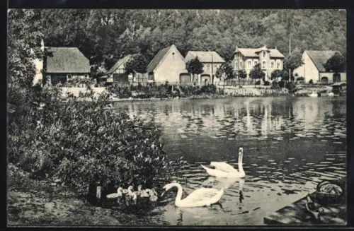 AK Mölln i. L., Am Schulsee, Uferpartie mit Schwänen