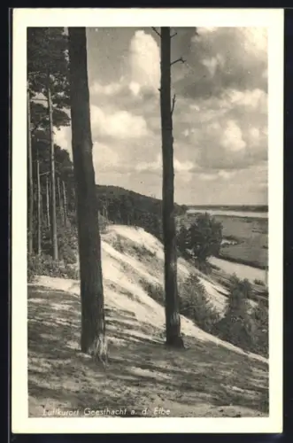 AK Geesthacht a. d. Elbe, Blick auf die Elbe, Steiles Elbufer mit Waldrand