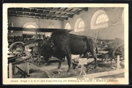 AK Oldenburg i. Gr., Kriegsausstellung 1916, Wisent erlegt im Urwalde v. Bialowiez