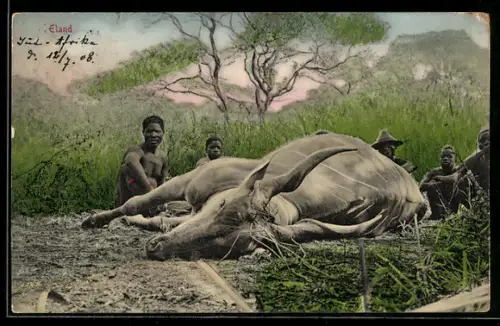 AK Südafrika, Eland, afrikanische Jäger mit erlegter Antilope
