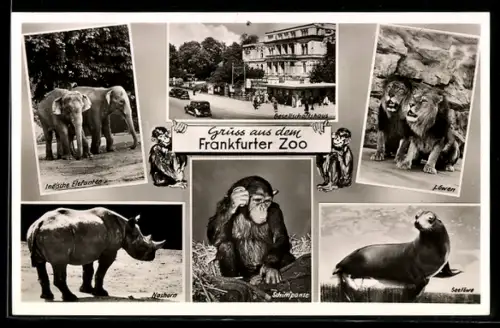 AK Frankfurt, Zoo, Indische Elefanten, Nashorn, Gesellschaftshaus, Löwen, Seelöwe, Schimpanse