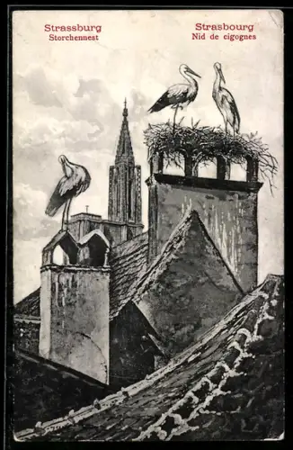 AK Strasbourg, Nid de cigognes