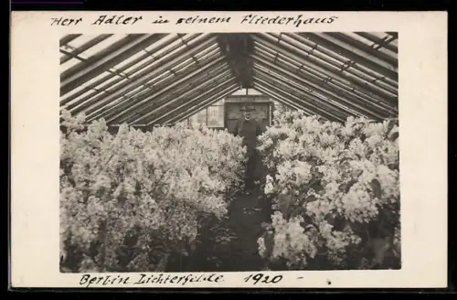 Foto-AK Berlin-Lichterfelde, Herr Adler in seinem Flieder-Gewächshaus 1920