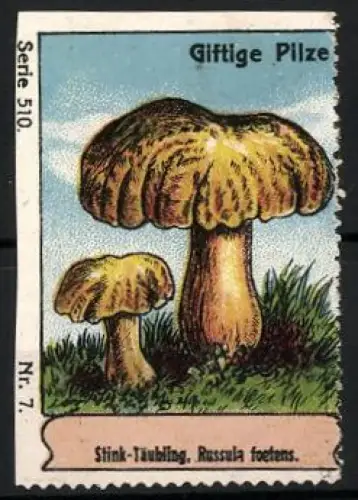 Reklamemarke Giftige Pilze, Stink-Täubling, Russula foetens