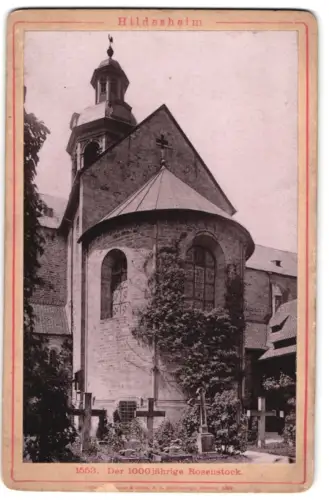 Fotografie Römmler & Jonas, Dresden, Ansicht Hildesheim, Der 1000-jährige Rosenstock