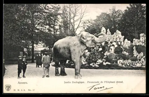AK Anvers, Jardin Zoologique, Promenade de l`Éléphant dressé