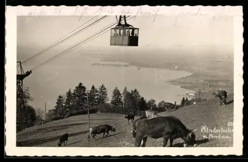 AK Lindau, Pfänderbahn mit Lindau, weidende Kühe