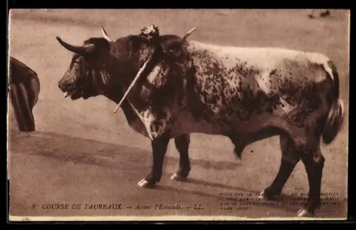 AK Course de Taureaux, Avant l`Estocade, Stierkampf