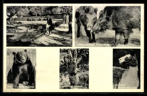 AK Jaderberg, Tiergarten, Wildschweine, Braubär, Roebock, Lama