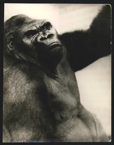 Fotografie Elfe Schneider, Zoologischer Garten Berlin, Portrait eines männlichen Affen