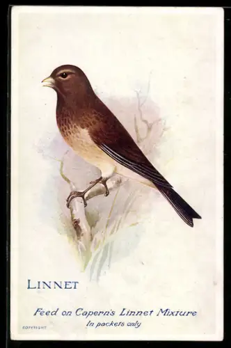 AK Linnet, Bluthänfling auch Hänfling oder Flachsfink genannt