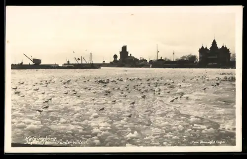 AK Kelsingborg, Fágelliv i hamnen under vintern, Eisstoss