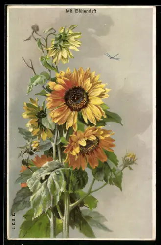 Duft-AK Erblühte Sonnenblume mit Libelle