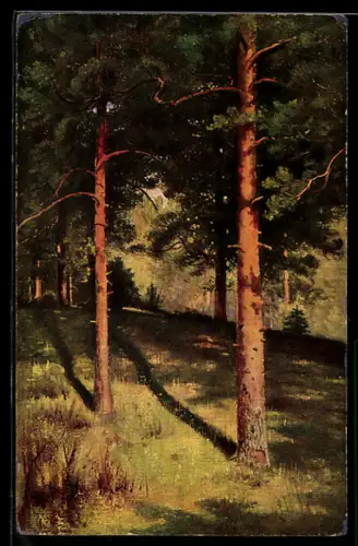 Künstler-AK sign. I. I. Chichkine: Pins éclaires par le soleil