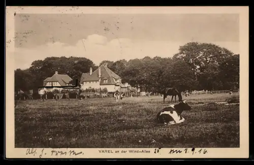 AK Varel, An der Wind-Allee, Bauernhaus und Weide mit Kühen und Pferden