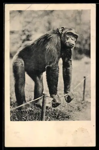 AK Affe klettert über einen Zaun