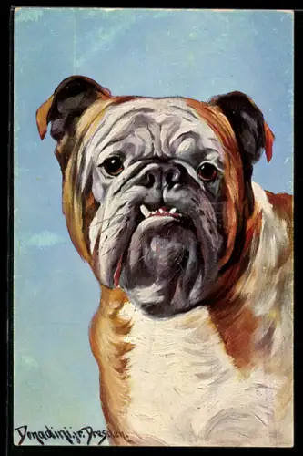 Künstler-AK Antonio Donadini: Porträt einer Bulldogge