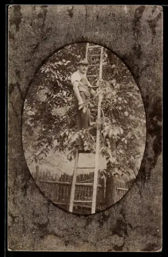 Foto-AK Kirschenpflücker auf der Leiter am Baum, Ornament-Passepartout