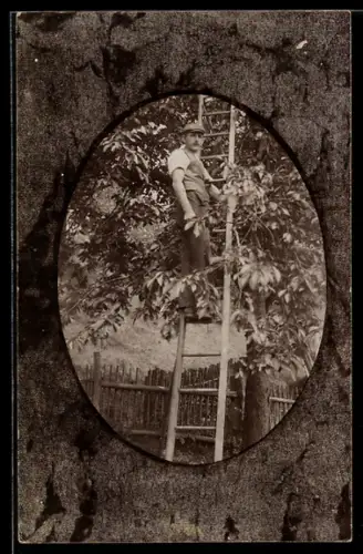 Foto-AK Mann auf Leiter an einem Kirschbaum, Ornament-Passepartout