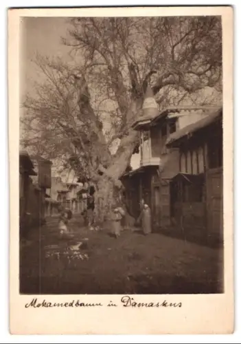 Fotografie unbekannter Fotograf, Ansicht Damaskus, Mohamedbaum im Ort