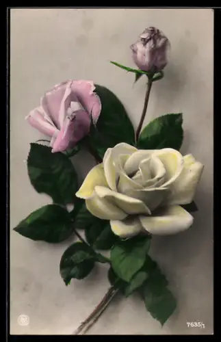 AK Geschlossene und offene Rosen