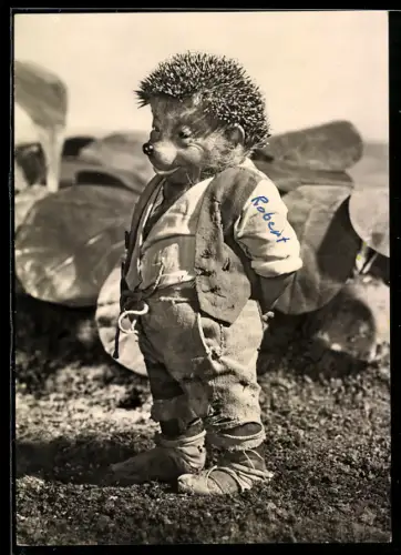 AK Igel Mecki auf dem Kohlkopffeld hat Heimweh