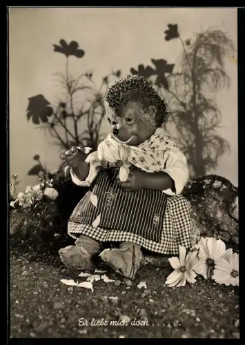 AK Igel Mecki's Frau beim Blumenorakel zupft Blätter