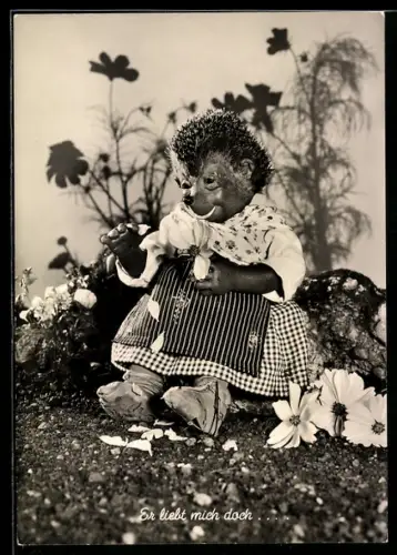 AK Igel Mecki's Frau mit dem Blumen-Orakel, Er liebt mich doch...