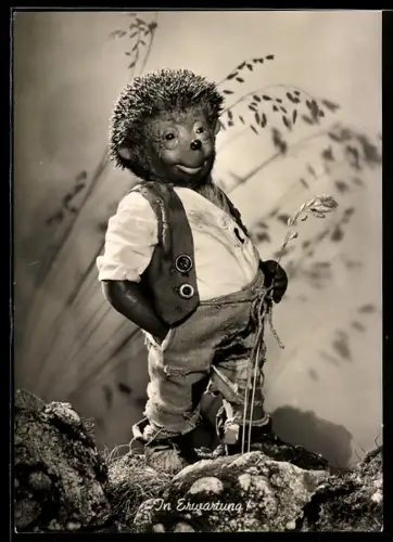 AK Igel Mecki in Erwartung