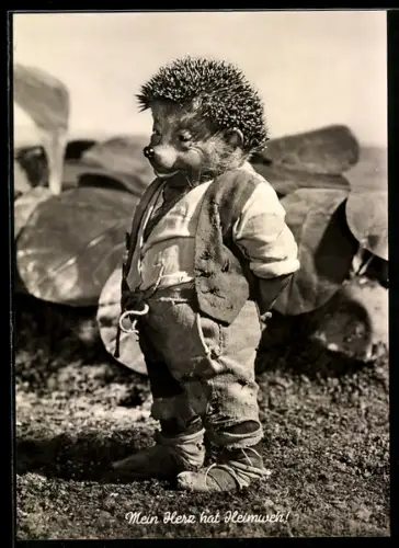 AK Igel Mecki auf dem Kohlkopffeld hat Heimweh