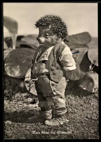 AK Igel Mecki auf dem Kohlkopffeld hat Heimweh