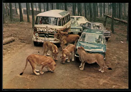 AK Tuddern bei Geilenkirchen, Autos und Bus bei einer Grosswild-Auto-Safari, Zoo