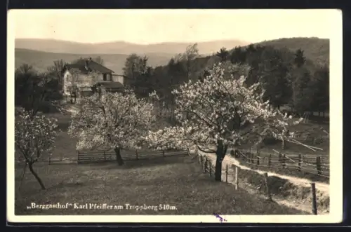 AK Troppberg, Berggasthof Karl Pfeiffer, blühende Obstbäume