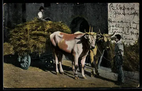 AK Ochsengespann mit Heuwagen
