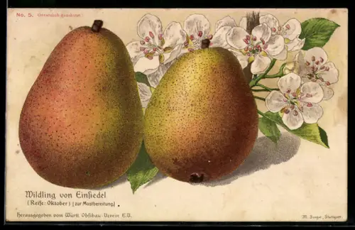 AK Birne Wildling von Einsiedel, Frucht und Blüte, Obst