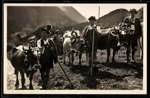 AK Allgäuer Alpen, Abzug von der Alm im Ostrachtal, Kühe
