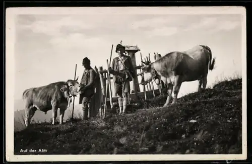 AK Auf der Alm, Hirten und Kühe