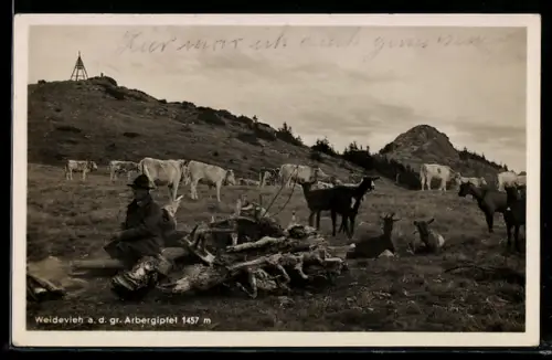 AK Weidevieh auf dem gr. Arbergipfel