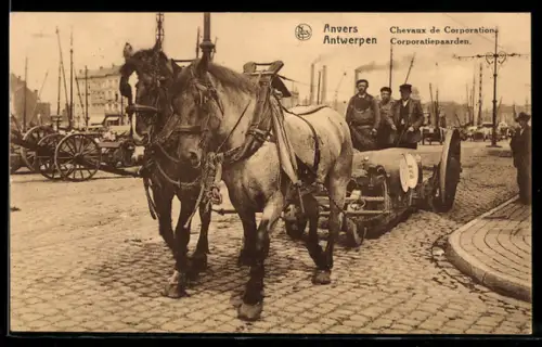 AK Anvers, Chevaux de Corporation
