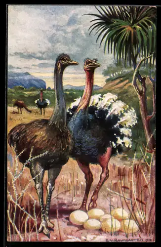 Künstler-AK Straussenpaar am Gelege