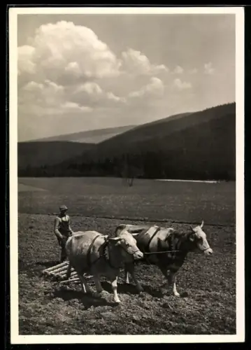 AK Bauer mit Egge & Ochsengespann