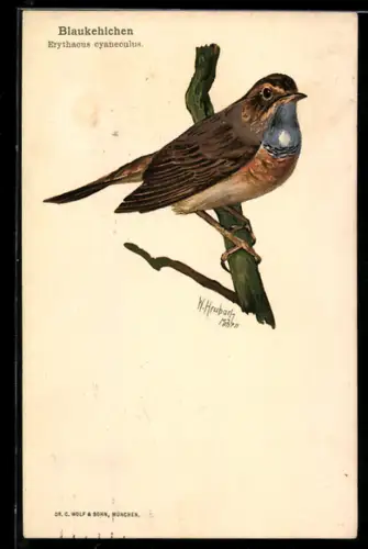 AK Blaukehlchen, Erythacus cyaneculus