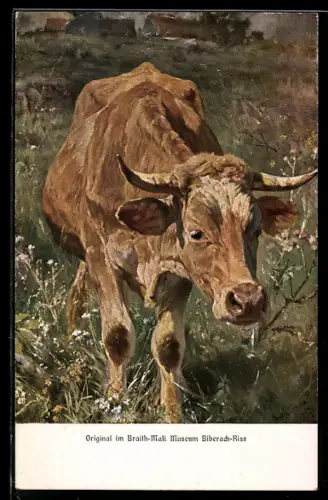 AK Kuh schaut neugierig, nach einem Original von Professor A. Braith