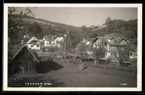 AK Tauchen /Stmk., Ortsansicht mit Wohnhäusern