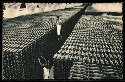 AK San Sadurni de Noya, Casa Codorniu, Una bodega en invierno