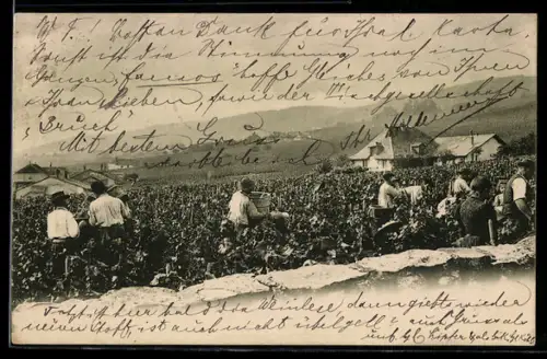 AK Weinbauern auf einem Feld