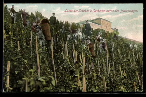 AK Bauern beim Lesen der Trauben und Sammeln durch den Buttenträger